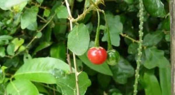 Solanum procumbens - Noble herb to support the treatment of liver disease